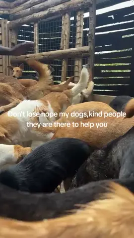 #doglovers #doggram #donation link in bio 