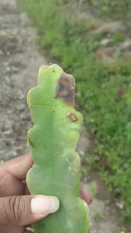 Pectobacterium carotuborum  En Pitahaya  Vivero Julio Vicente 