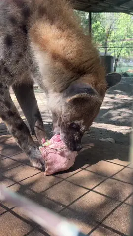 Naavi enjoying a lil snackie snack. He was just making sure I didn’t want a bite of it! #zoo #animals #hyena #asmr #fypシ゚viral 