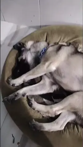 Hachimi💔🥀#dog#cutedog#goviral 