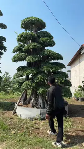 Pohon bonsai iprik #bonsai #pohoniprik #bonsaiiprik #pohonbonsaiiprik 