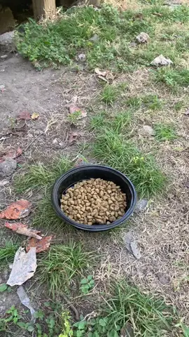 #trap #dog 