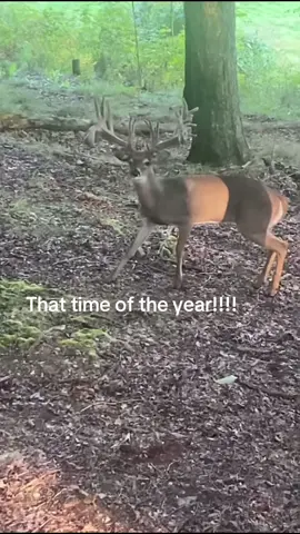 Best attractent on the market!!! 20% off link above #fyp #fy #foryou #fypシ゚viral #whitetail 