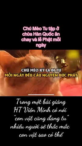 Ai cũng có thể đang tu, con vật cũng tu được.  #phatgiaovietnam  #phatphapnhiemmau  #hoathuongvienminh  #_meohanquoc_  #dongvatbiettu 