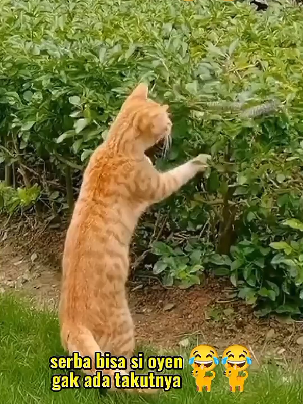 🐍 : Fear.. Chaos.. 🐈 : Basi. #video #lucu #ngakak #kocak #fyp #videolucu #viral #videoviral #ngakakkocak #videolucuviral #videongakak #unik #videounik #videolucuseru #hiburan #hewan #kucing #kucinglucu #kucinggemoy #kucingtiktok #kucingoren #cat #cats #catsoftiktok #animal #animals #funny #cute #funnyvideos #hiburantiktok #komedi #videotiktok #videoviraltiktok 