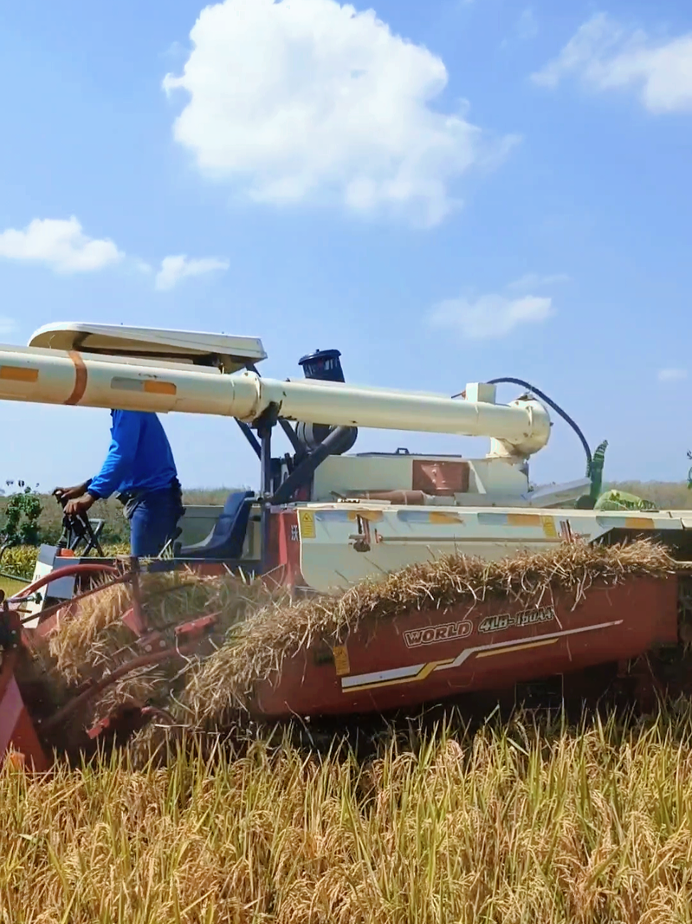 Keuntungannya: 🌾Hasil jerami utuh bisa buat pakan ternak 🌾Cepat: Mampu mengerjakan lahan luas dalam waktu singkat 🌾Hemat: Mengurangi ketergantungan pada banyak tenaga kerja. 🌾Bersih: Meminimalkan gabah rontok & meningkatkan kualitas panen. #petaniindonesia🇮🇩🇮🇩🇮🇩🌿🌿 #petanimuda #magetan24jam #ponorogo24jam #fyppppppppppppppppppppppp 