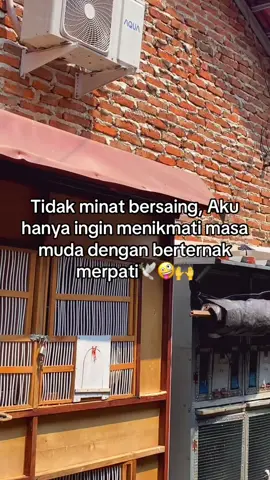 Menikmati masa muda dengan hobi yang sederhana aja cs #fyp #sumbermerpati #lewatberanda #ppmbsi #justcapt 