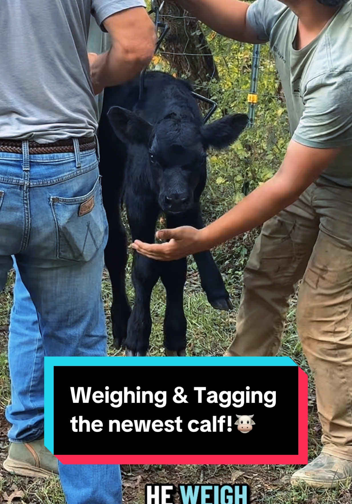 Weighing & Tagging the newest calf!🐮#calvingseason #calving #simmentalcattle #simmental 