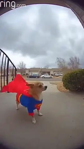 JAJAJA los videos que se cre mi mamá #chihuahua #superman #humor #gracioso 