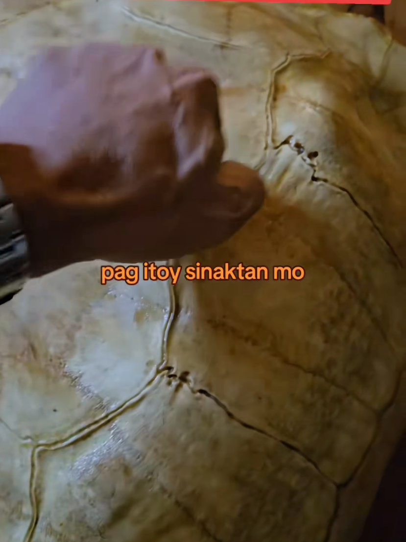 The carapace or shell of turtles are an extension of their backbone and are full of nerve endings. They are quite sensitive to pain though they are strong and protective of the turtle. Tortoises cannot swim. They are land turtles and are total herbivores.  carapace ang bao, plastron naman ang tiyan. 