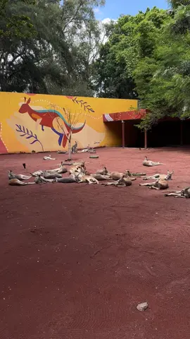 Canguros rojos,villa australiana en el zoológico de Guadalajara #AER_TBE #guadalajara #jalisco 