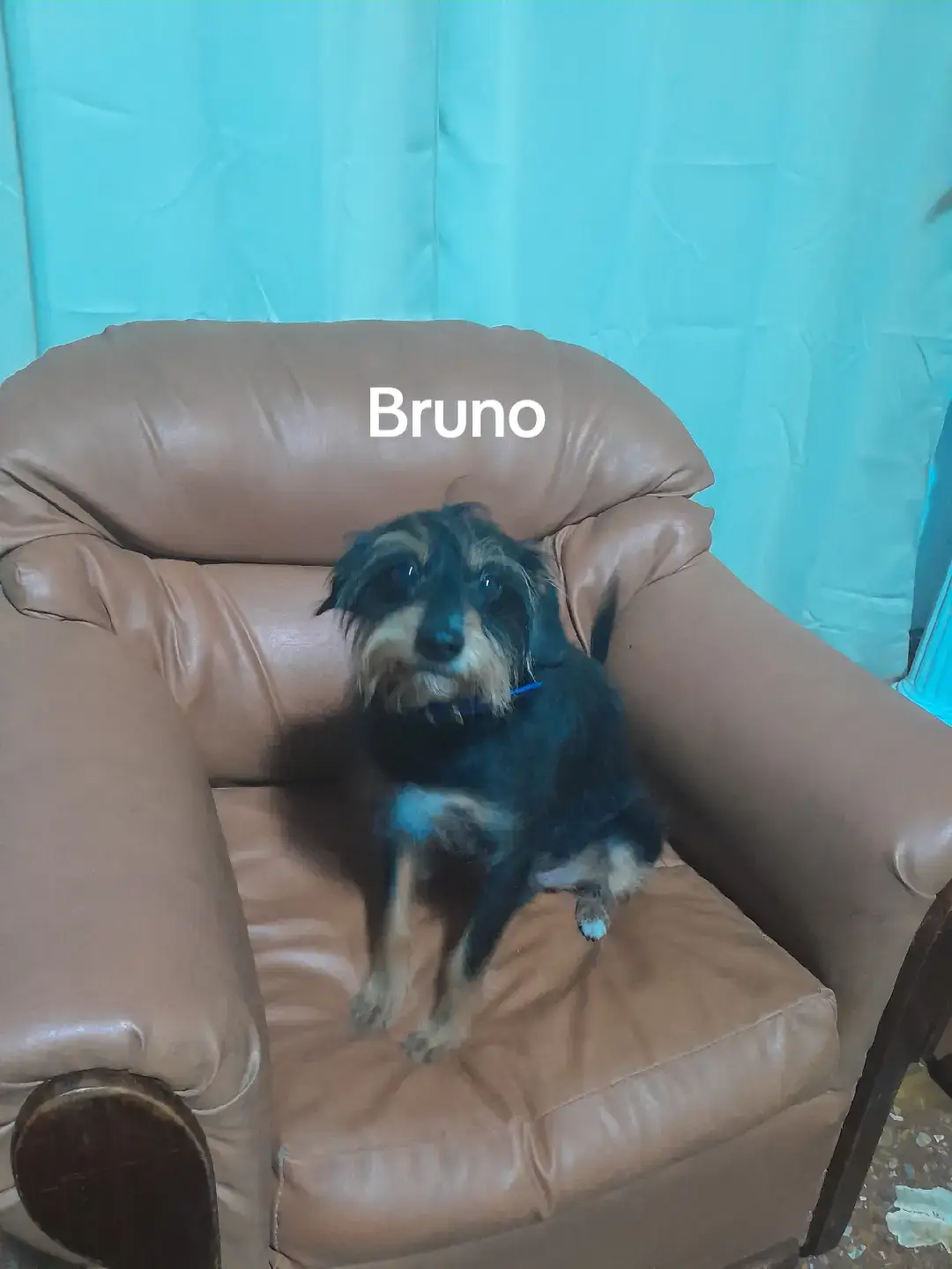 #bruno 