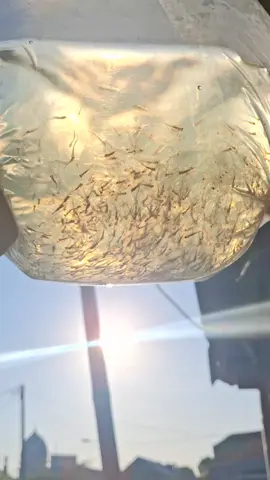 tetell jii B1 super #nenerbandeng #bibitbandeng #petambakbandeng #tambakbandeng #foryoupage 