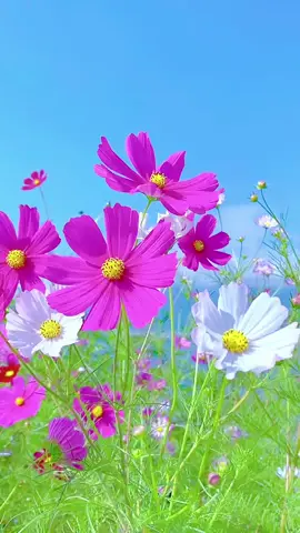 #hoadep #thinhhanh #gocvuonnho #xuhuong 