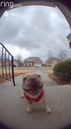 #sora #ia #ai #humor #bulldog
