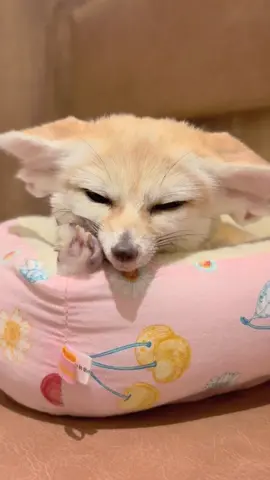 まったりエマちゃんの日常🦊🎀 なでなで大好きなエマちゃんでした🌟🤭 #フェネック #fennecfox #動物カフェ #animalcafe #harry 