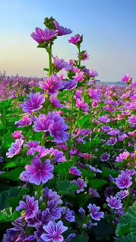 🥰🥰#tiktok #yeuhoa #fyp #beautifulflowers 