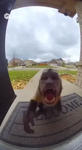 #soraai #ai #monkey #flying 