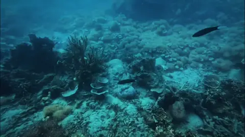 Peserta Dikbangspes Search And Rescue (SAR) Melaksanakan Kegiat Materi Selam Yang Dilaksanakan Di Pulau Karya, Kepulauan Seribu Jakarta Utara Pelatihan Selam Ini Bertujuan Untuk Meningkatkan kemampuan taktis di lingkungan perairan, termasuk penyelamatan, pencarian, dan infiltrasi bawah air, Melatih ketahanan fisik dan mental dalam kondisi ekstrem, Mempersiapkan personel menghadapi operasi SAR, bencana alam, hingga penanganan kejahatan di wilayah perairan, Menumbuhkan kedisiplinan, keberanian, dan kerja sama tim dalam situasi berisiko tinggi, Mendukung operasi khusus yang membutuhkan mobilitas dan infiltrasi melalui jalur laut atau sungai. #brimobuntuknusadanbangsa🇲🇨  #polriuntukmasyarakat 