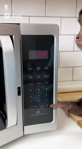 Monkey explodes #viral #fyp #ai #funny #monkey