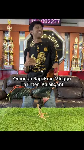 wes a1 #sungokong #pakhoy 