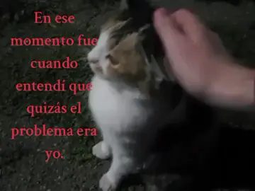 O simplemente yo no fuí el bueno #Relatable #textorojo #paraidentificarse #real #gatos 