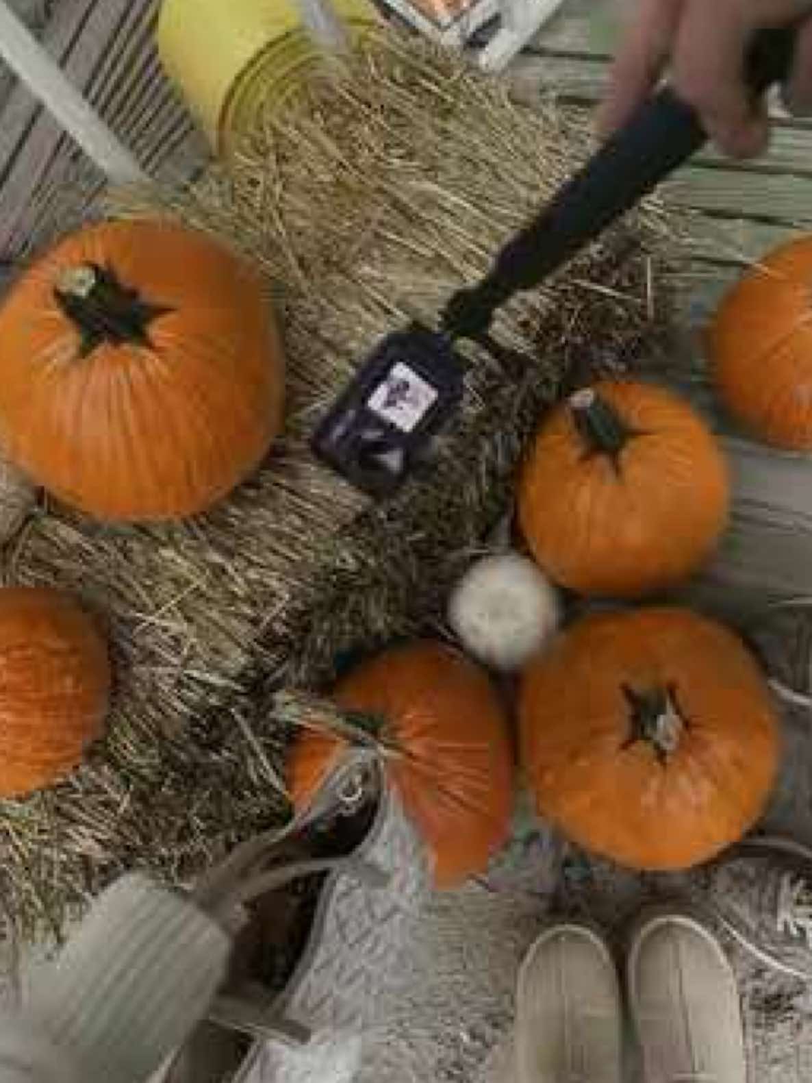 Pumpkin patch date 👩🏻‍❤️‍👨🏻🎃🧸🤎 #carolinabeach #beachpumpkinpatch #nc #datenight #fall 