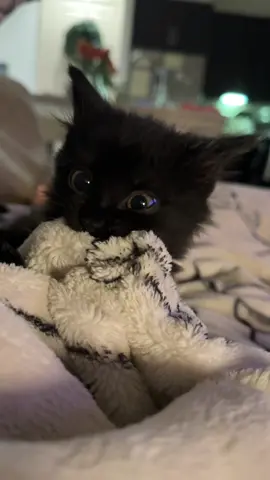 My evil void #blackcat #october #fyp 
