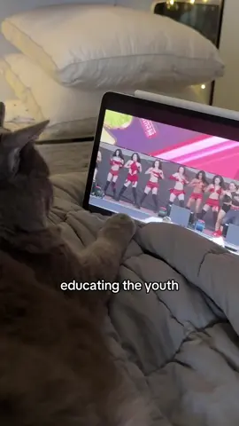 mila loves katseye  @KATSEYE #cat #meow #gnarly 