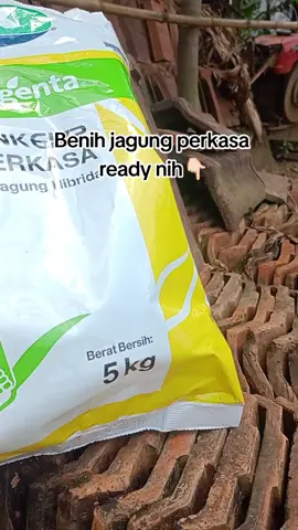 benih jagung perkasa ready bosqu🫰🏻#benihjagung #jagungsuper #sobattani 