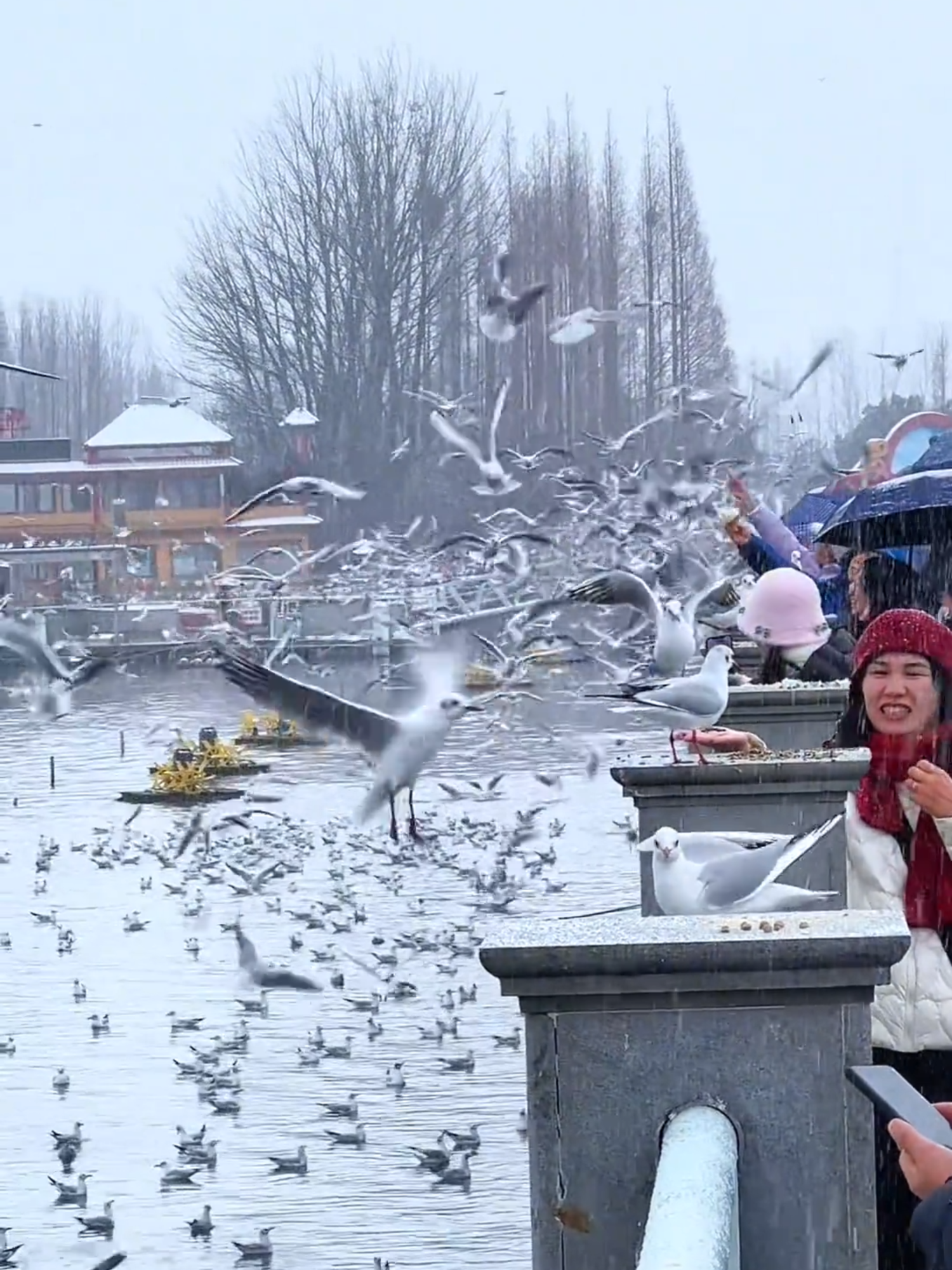 Hồ Điền Trì- Côn Minh tuyết rơi phủ trắng khắp nơi ❄️☃️ Săn tuyết Côn Minh - Kiệu Tử lh mình nhé ạ ☃️❄️ #kieututuyetson #hodientri #dulichtrungquoc #Amazingo #trungquoc #conminh #kunming