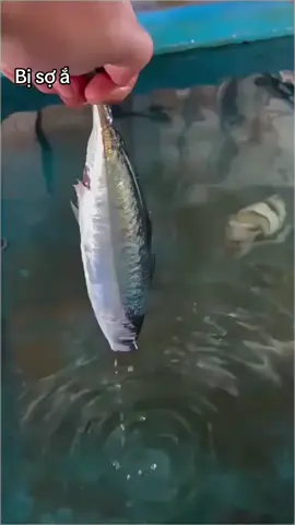 T cứ tưởng #viralvideo#xuhuong 