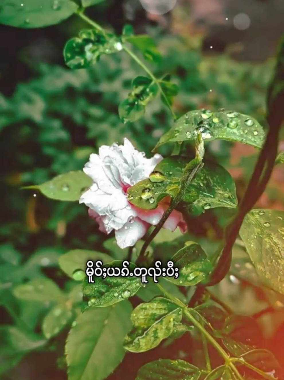 #CapCut #ၽဵင်းၵႂၢမ်းတႆး🎧ၽဵင်းၵႂၢမ်းယႃၸႂ် #ၽၢၵ်ႇတိတ်းတၢမ်းၽွင်ႈၶ💗 #ၵေးၼမ်ႉသႂ်🌿သႃႇဢွင်ႇ #🇱🇹🇱🇦🇲🇲🇹🇭🇰🇭 