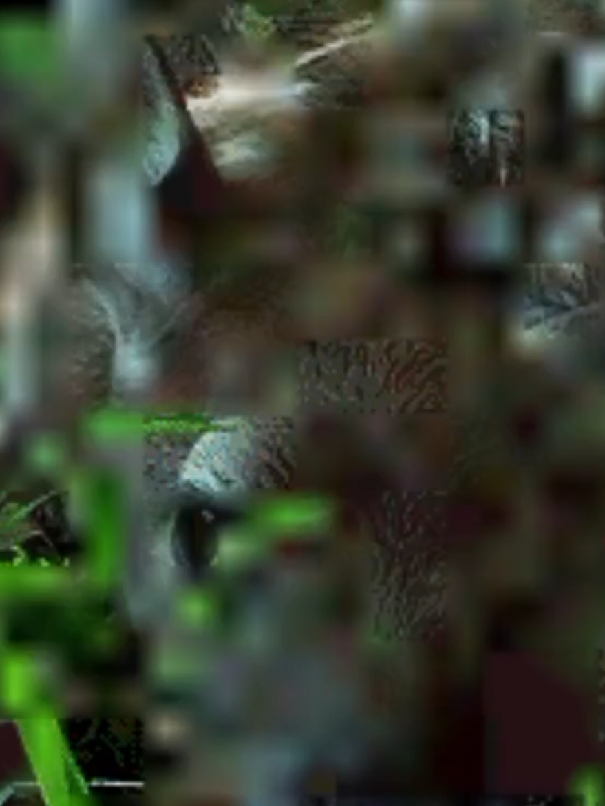 Joanna Newsom – Only Skin #music #joannanewsom #onlyskin #nature #folk #forest #lyrics #lyricsvideo #musicedits #vibe #рек #реки #fyp #музыка 