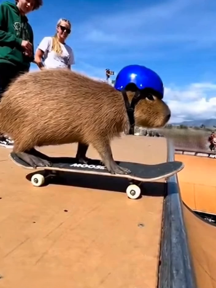 smoothest ride of the week 🛹