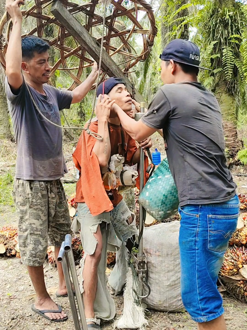 Mardua tolong persi baru🤭🤣#hiburan #kebunsawit #lagubatak #viral #fyp 