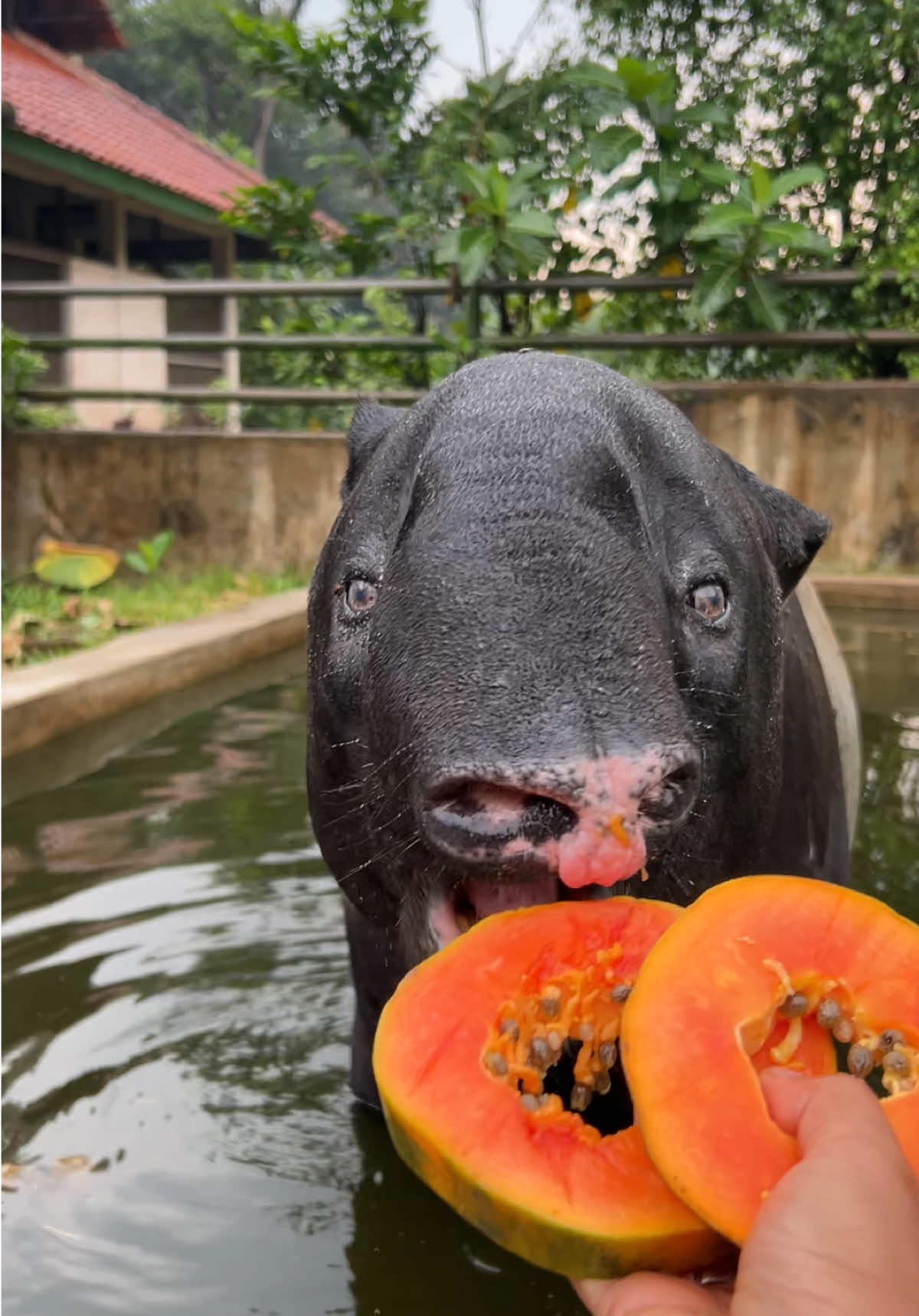 Keliatan sangat Happy 😁 #ragunanzoo #ragunan #fyp #tapir #hewanlucu 