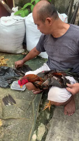 Kandas tenan lur😂