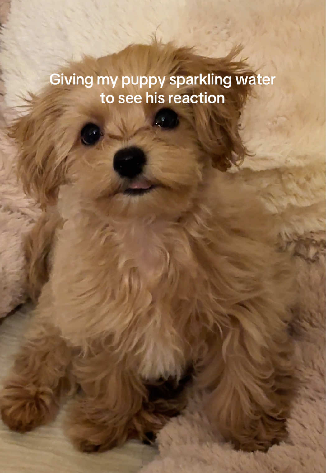 His tongue 😂😂😂 #maltipoo #cutepuppy #funnyanimals #dogsoftiktok 