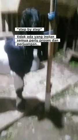 semoga sesuai yang di harapkan 🤲 #peternakmuda  #kambingkontes  #jikatidakhariini  #peternakmilenial  #kambingetawakaligesing 