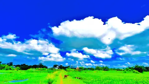 গ্রামের অপরুপ সৌন্দর্য..🌿🌿#kamrul_f5 #foryou #viral #foryourpage #trending 
