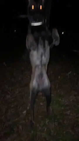 Петус старался) 2.0 #бельгийскаяовчарка #малинуа #тренд #кинолог #рекомендации 