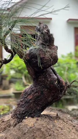 Chết ngọn đành chuyển dáng nuôi lại e phi lao thôi ae #xuhuong #bonsai #philao #trending 