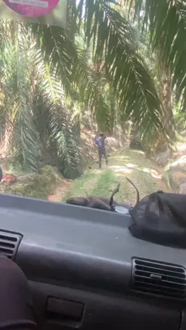 Adoi yang nak mai bantu pun lekat😂 #fyp #genglorisawit #kelapasawit #kulisawitmalaysia🌴🇲🇾🇮🇩 #gengbesitajam 