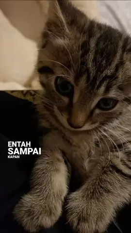 #lyrics #foryoupage #terlalulama #vierra 