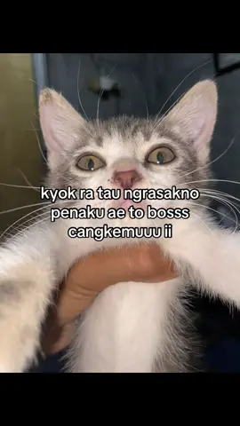 layo