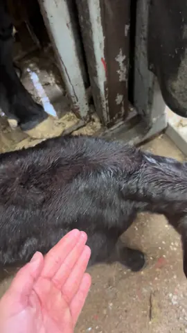 Beef flavoring starts early #beef #joke #fypシ #ifykyk #cattle 