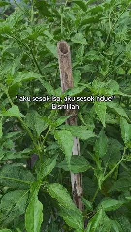 penting berusaha😇 #promomakan1010 #fyp #petanimuda #petanicabai #foryou 