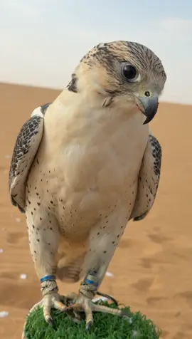 #اكسبلور 