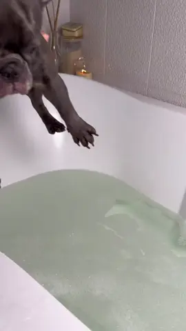 bath time. #bulldog #frenchbulldog #frenchies #frenchie 